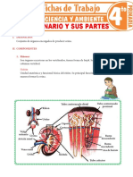 Aparato Urinario y Sus Partes para Cuarto Grado de Primaria