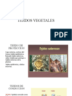 Tejidos Vegetales