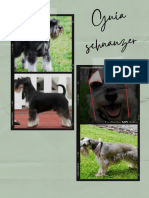 Guía Schnauzer