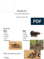 Rodents!: Gross and Potentially Dangerous