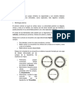 Nematelmintos 2do Parcial