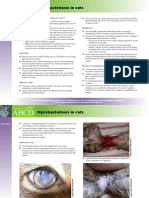 Mycobacterium in Cats