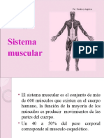 Sistema Muscular