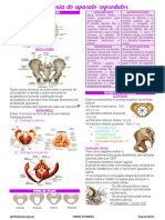 2 - Anatomia Do Aparato Reprodutor