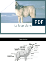 Le Loup Blanc Exposé Lily Riwan 1