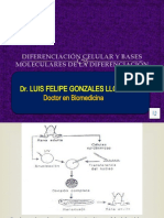 Semana 13 Teoría Diferenciacion Celular-Audio