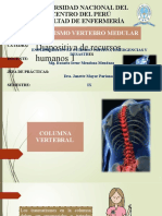 Traumatismo Vertebro Medular - Yuga