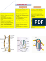 Anatomía de la médula espinal: estructura, partes y funciones