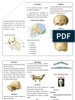 Los 8 huesos del cráneo protector del cerebro