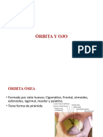 Órbita y Ojo - Copia 1