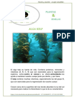 Beneficios del alga kelp para la salud - Consejos sobre esta planta marina