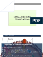 Sistema Endocrino