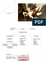 Higado - Anatomia II - Dr. Socrates Pozo