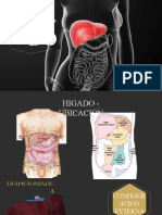 Higado Diapositivas