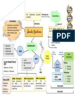 Mapa Conceptual Acidos Nucleicos