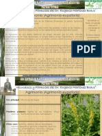 Agrimonia (Agrimonia eupatoria): Propiedades, usos y Microdosis