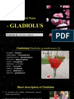 Gladiolus: Ornamental Plants