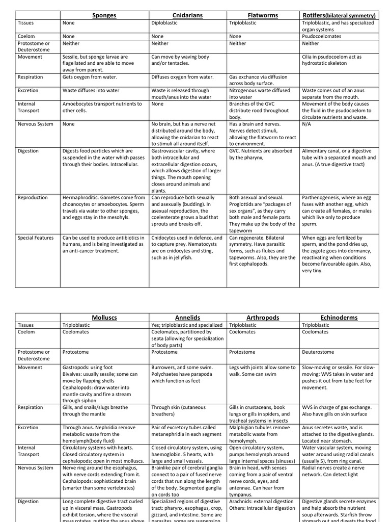 Sponges Cnidarians Flatworms Rotifers (Bilateral Symmetry) PDF