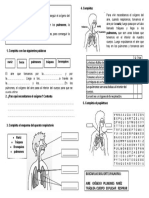 Sistema Respiratorio