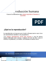 La Reproducción Humana: Conocer Las Diferencias Entre y