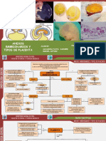 Mapa Embrio 10