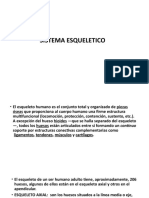 Esqueleto humano: Estructura, funciones y tipos de huesos