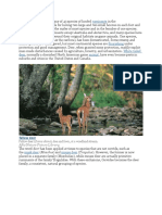 Deer, (Family Cervidae), Any of 43 Species of Hoofed: Ruminants Artiodactyla