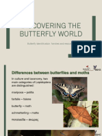Butterfly - Identification - For - Beginners General