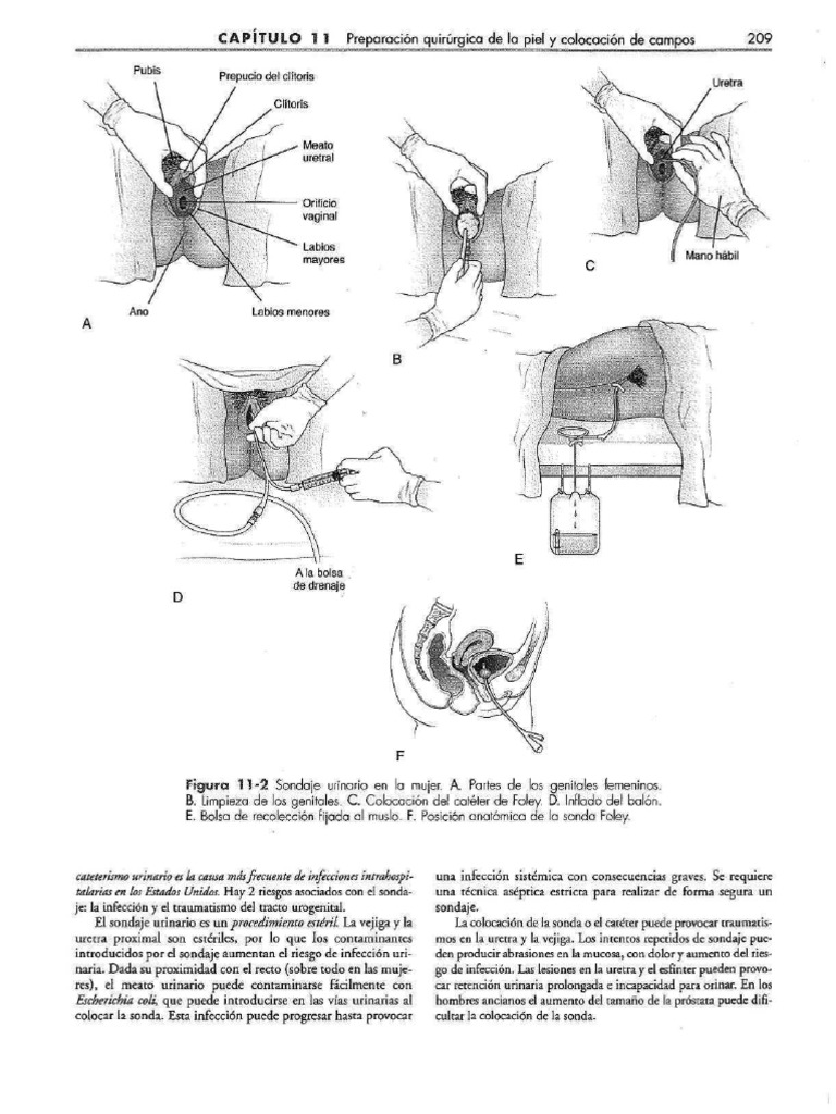 Revista porciNews Noviembre 2023 by agriNews - Issuu, image size:768x1024