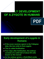 Early Development Zygote
