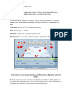 Ciclo Estral, Desarrollo Folicular y Foliculogénesis de La Hembra Bovina.