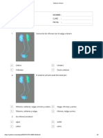 Sistema Urinario