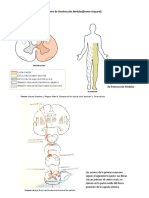 Fuente Fisiologia