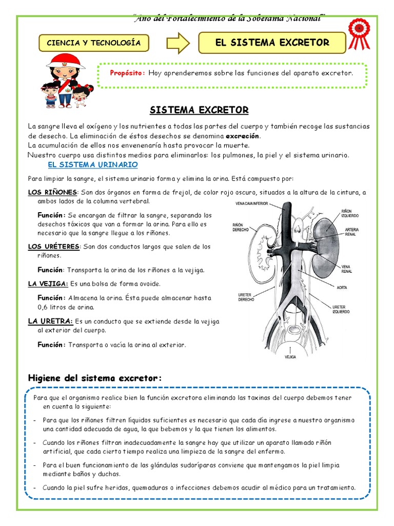 Hojas De Trabajo Sobre El Sistema Urinario