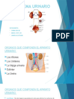 Sistema Urinario 14-03-22