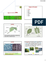 C4 - Hojas y Fotosíntesispdf