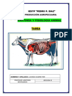 tarea 1 de anatomia