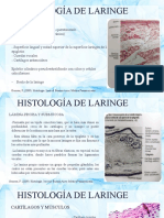 Histologia de Laringe