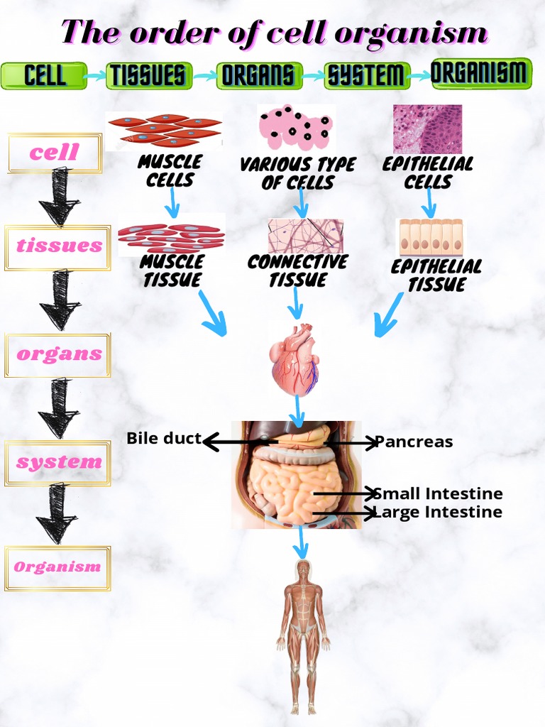 The Order of Cell Organism | PDF