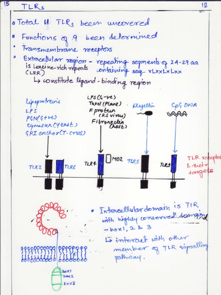 T Lymphocytes Immunology) | PDF