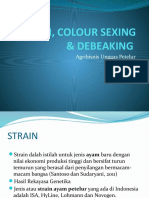 STRAIN, COLOUR SEXING & DEBEAKING