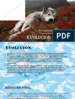 Evolución Del Lobo