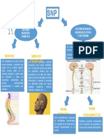 Esquema Del Sistema Nervioso