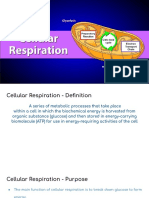 Cellular Respiration