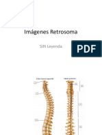 .. Imxgenes - Osteologxa - Retrosoma - SIN - Leyenda