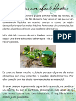 Cartilla Informativa 13 Plantas Diureticas