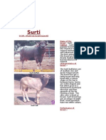 Surti Buffalo Breed: Medium-Sized, Black or Brown Skinned, from Gujarat