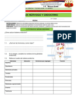 4° - FICHA DE TRABAJO Sistema Nervioso y Endocrino