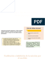 Fisiologia Del Aco Reflejo de La Micción