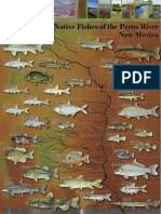 Pecos River Native New Mexico Fish Poster